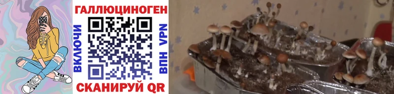 продажа наркотиков Карабулак Псилоцибиновые грибы Psilocybe